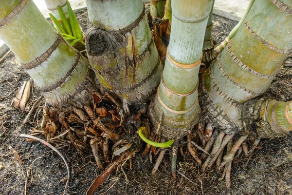 Närbild foto av roten av palm, ptychosperma macarthurii — Stockfoto