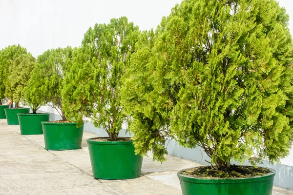 Photo of dwarf golden arborvitae with vase — Stock Image Photo of dwarf golden arborvitae with vase Stock Photo