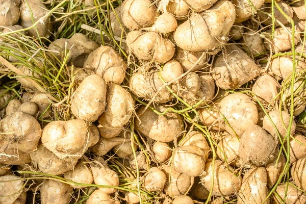 tatlı şalgam, closeup fotoğraf jicama