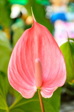 anthurian tomurcuğu portre fotoğrafı