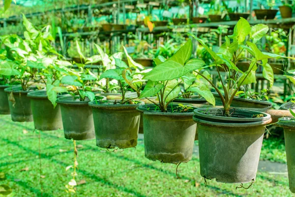 Foto de las vides doradas del pothos con el jarrón Imagen De Stock