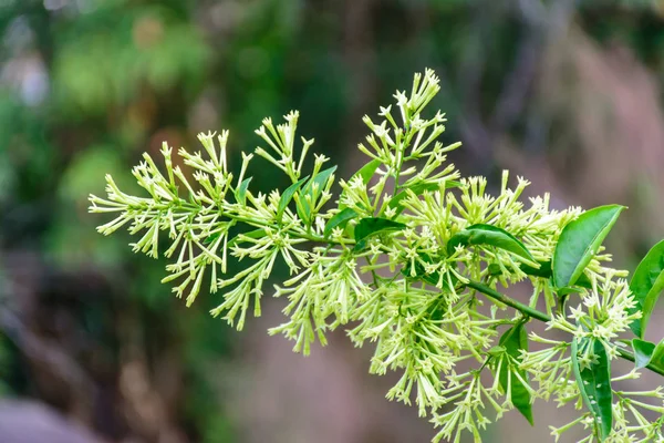 Foto de la flor de jazmín de noche Imágenes De Stock Sin Royalties Gratis