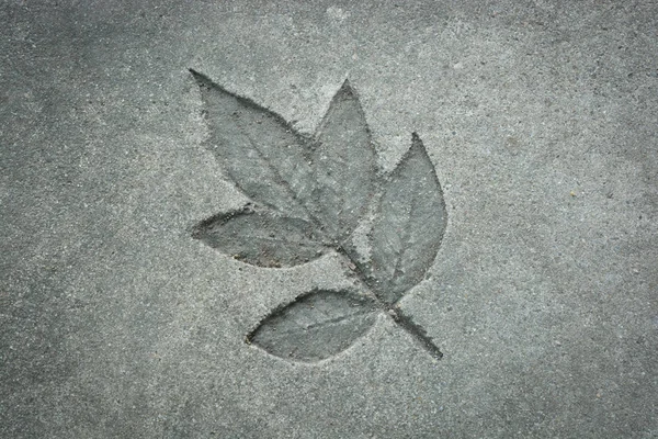 Impressão de folhas em textura de cimento estilo natural . — Fotografia de Stock