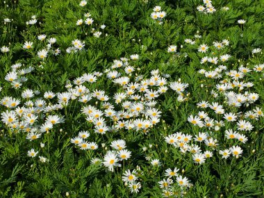 daisys Bahçe görünümünü