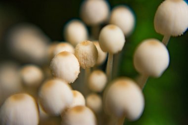 Mushrooom makro görünümü