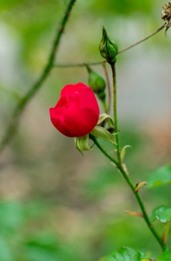Kırmızı gül, yaklaş.