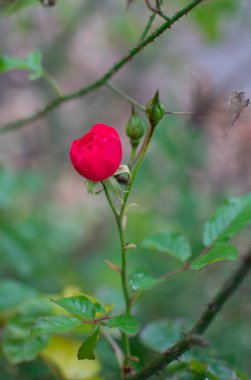 Kırmızı gül, yaklaş.