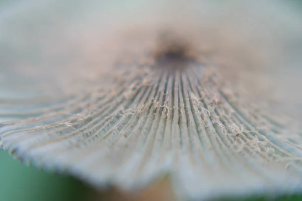 Vista macro do cogumelo — Fotografia de Stock