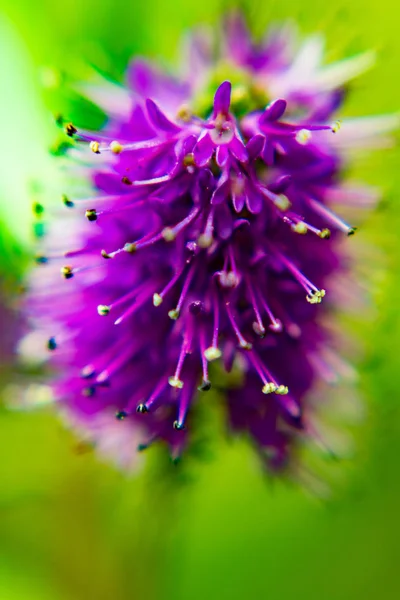 Macro view of hebe flower — Stock Photo, Image