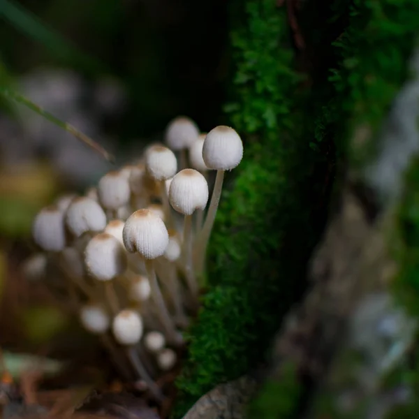 Zobacz Mushrooom makro — Zdjęcie stockowe