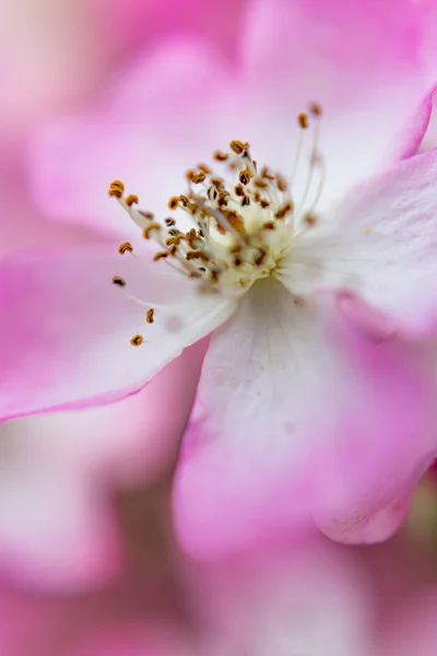Μακροοικονομική άποψη - η polen σε ροζ λουλούδι — Φωτογραφία Αρχείου