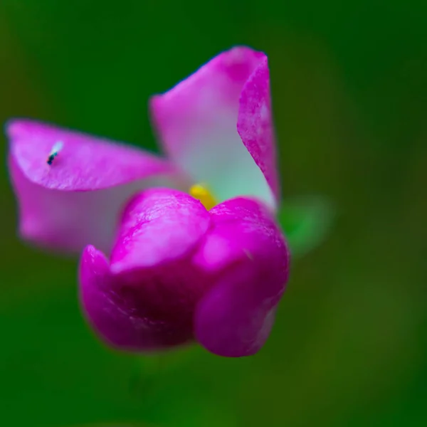 Macro Vue d'une fleur et d'un insecte — Photo