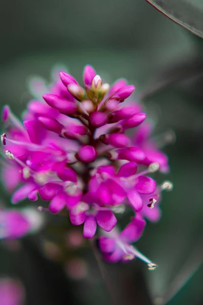 Macro visão Hebe flor — Fotografia de Stock
