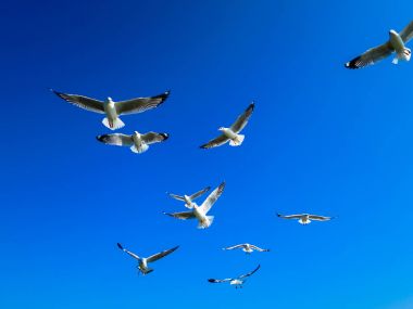 mavi gökyüzünde uçan martılar