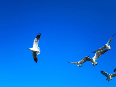 mavi gökyüzünde uçan martılar