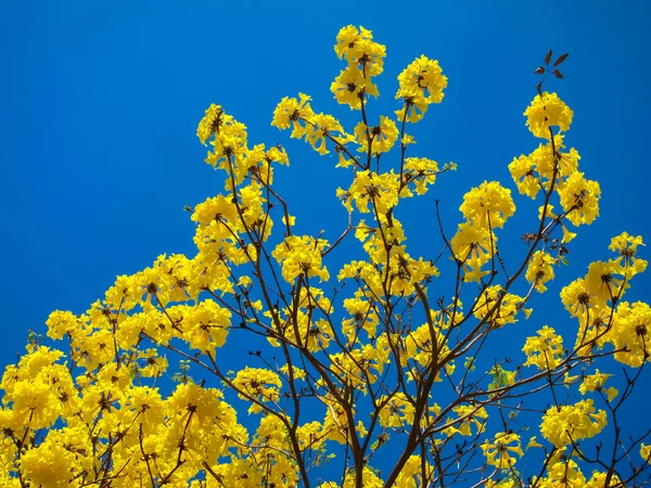 Tabebuia Chrysanth o árbol de flores amarillas — Foto de Stock