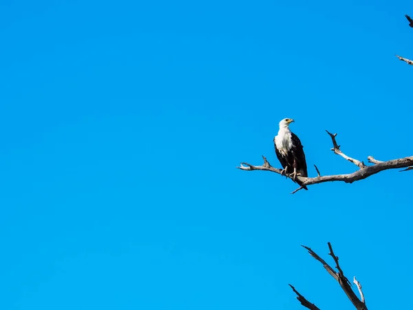 African fish eagle standing on dry tree branch with blue sky — Stock Photo, Image