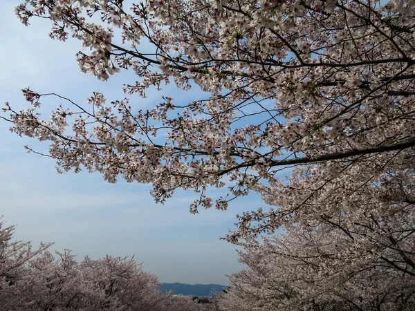 盛开的粉红色樱花或樱花与蓝天 — 图库照片