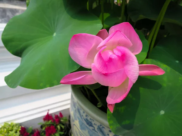 Rosa lotusblomma och gröna blad i porslin blomkruka — Stockfoto