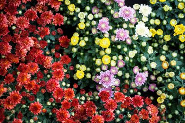 Yeşil yaprakları arka plan ile renkli çiçek açan krizantem