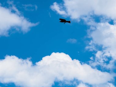 Beyaz bulut ve det mavi gökyüzünde uçan sarımsı kahverengi kartal kuş
