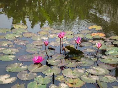 Pembe nilüferler ya da bol su birikintisi yüzeyinde çiçeklenme Nymphaea Başlat 