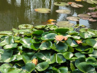 Hafif pembe turuncu nilüferler ya da bol su birikintisi yüzeyinde çiçeklenme Nymphaea Başlat 
