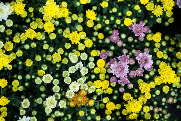 Chrysanthèmes à fleurs colorées avec fond de feuilles vertes — Photo