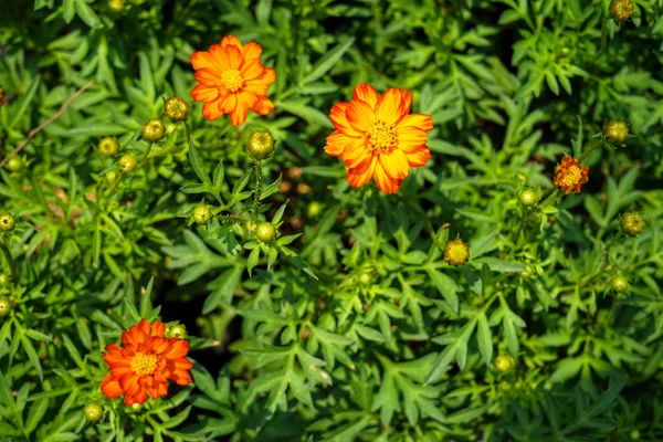 Floraison de couleur orange et jaune Cosmos Sulureus parmi le fond des feuilles vertes — Photo