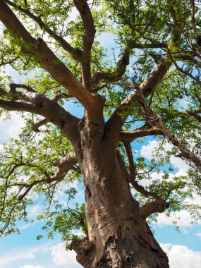 Baobab ağacının gövde, dal, yeşil yaprakları ile mavi gökyüzü ve beyaz bulut görünümünü