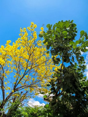Tabebuia Chrysantha veya çiçek sarı çiçek ağaç ve yeşil yaprakları ağaç mavi gökyüzü arka plan ile yuvarlak