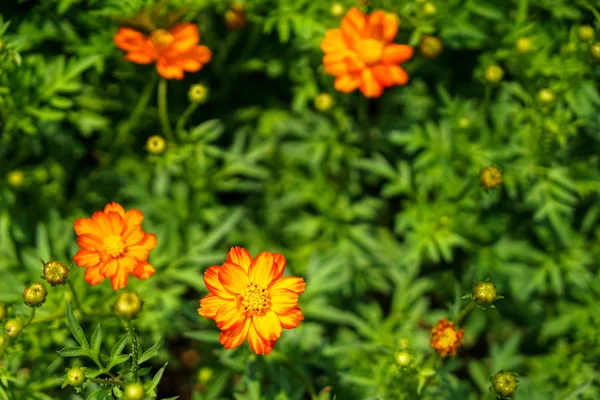 Tons de laranja e amarelo cor Cosmos sulfuroso entre folhas verdes fundo — Fotografia de Stock