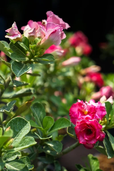 Rosa cor Deserto rosa ou Adenium Obesum florescendo com fundo borrão no dia da luz do sol — Fotografia de Stock