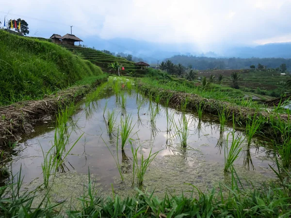 Closeup broto de arroz verde em água limpa em arrozal terraço arrozais com linhas de curva, quiosques locais e vista nebulosa montanha — Fotografia de Stock