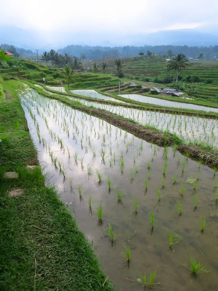 Broto de arroz verde em água limpa em campos de arroz terraço paddy com reflexão de água, linhas de curva e vista para a montanha — Fotografia de Stock