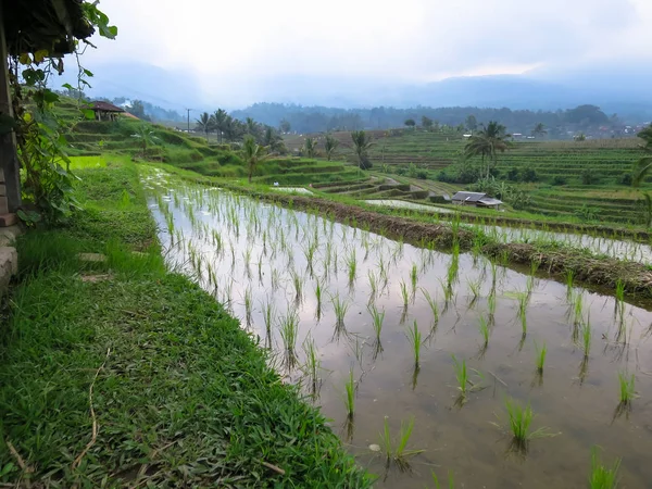 Broto de arroz verde em campos de arroz com linhas de curva e vista para a montanha e quiosques locais — Fotografia de Stock