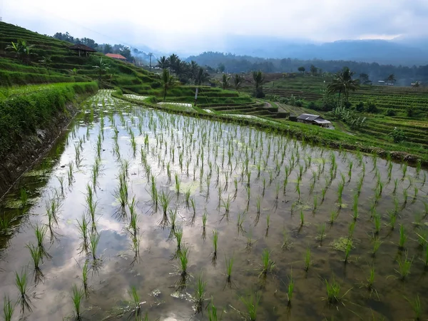 Green rice sprout and water reflection on rice terrace paddy fields with curve lines and mountain view