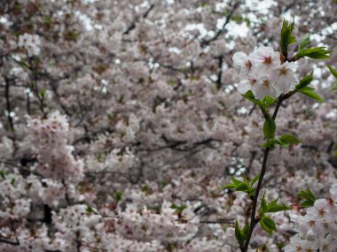 Tam çiçeklenme sakura çiçek taze yeşil arasında bol yaprakları 