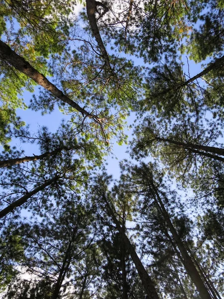 Patrón de pino con cielo azul y fondo de nube blanca, nort — Foto de Stock