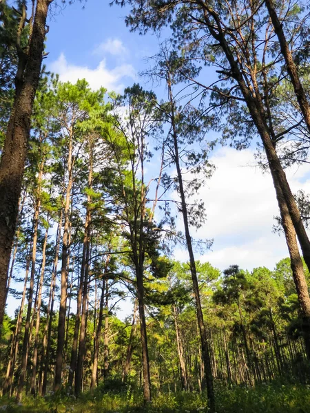 Ambientación natural de pinos con cielo azul y nube blanca backgro — Foto de Stock