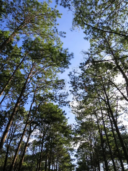 Fila de pinos en el agradable parque con fondo de cielo azul, ni — Foto de Stock