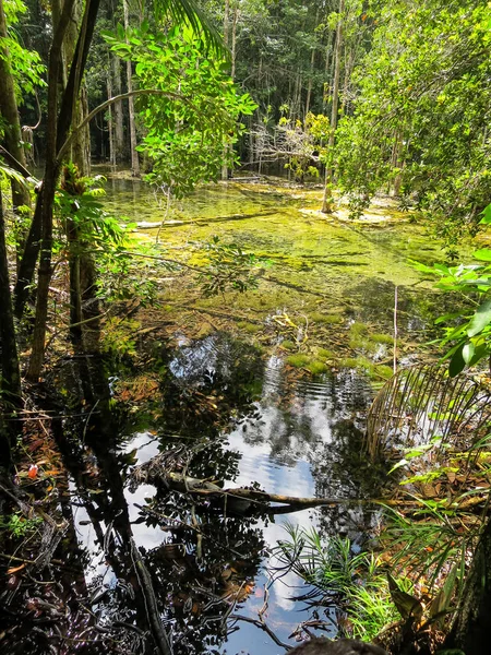 Shades of green colors scene of hot spring pond surrounded by tr — Stock Photo, Image