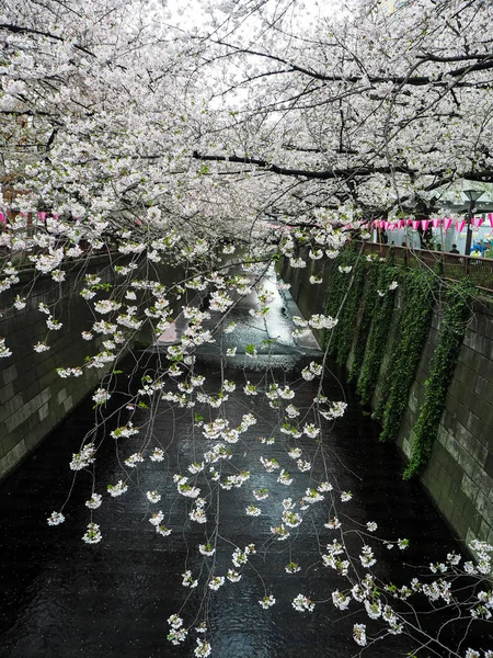 Floreciente línea de ramas de flores de sakura colgando sobre el río Meguro s — Foto de Stock