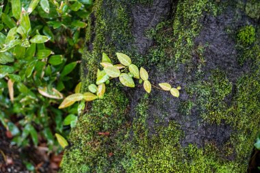 Yeşil yaprakları, yosun ve yemyeşil Japonca büyük ağaç gövdesi üzerinde liken