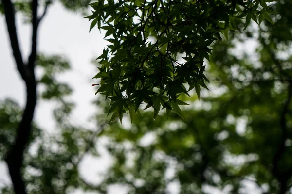Arce verde deja follaje en día lluvioso con gota de lluvia, dri agua — Foto de Stock