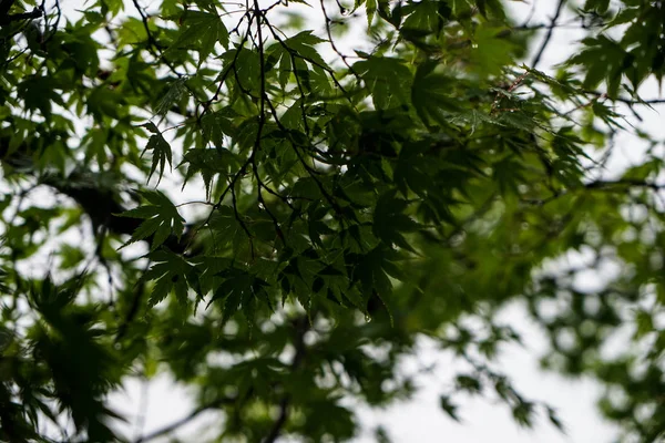 Arce verde deja ramas de follaje en día ventoso y lluvioso con — Foto de Stock