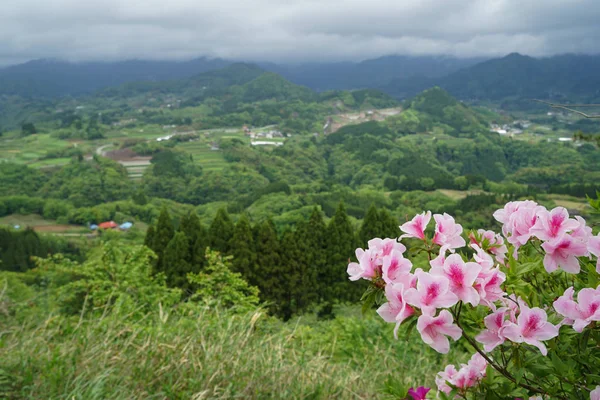 Panorama de montanha de vegetação e vista da cidade de longe com flo rosa — Fotografia de Stock