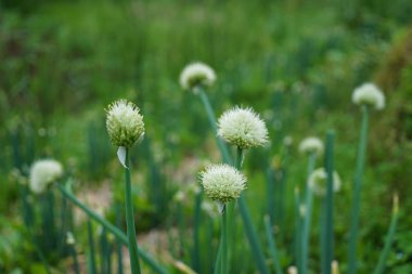 İle çiçek odak, beyaz çiçek açan kır çiçekleri, seçmeli ön 