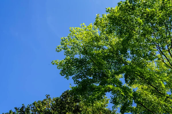 Sombra de arce verde hojas ramas con fondo cielo azul claro — Foto de Stock