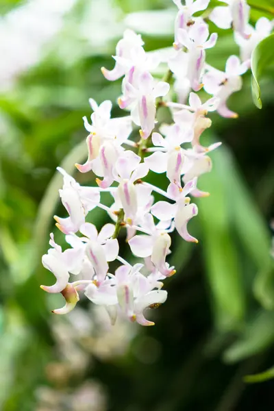 Foxtail orchid or Rhynchostylis retusa flower in white color and — Stock Photo, Image